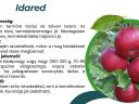 Idared apple