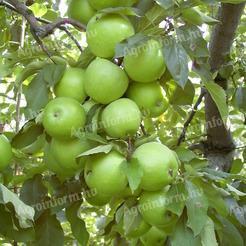 Granny-Smith-Äpfel