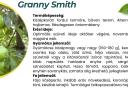 Granny Smith apple