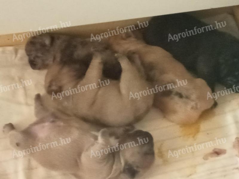 Französische Bulldoggenwelpen können registriert werden