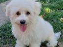 Maltese Silk Puppies to be adopted