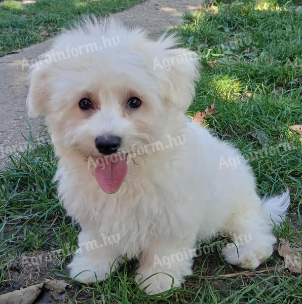 Maltese Silk Puppies to be adopted