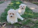 Maltese Silk Puppies to be adopted