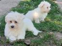 Maltese Silk Puppies to be adopted