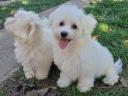 Maltese Silk Puppies to be adopted