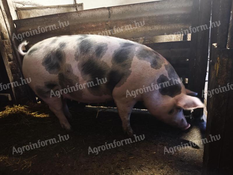 Mother pig for sale