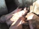 Pigs for sale