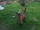 Alpine-style jerke goats