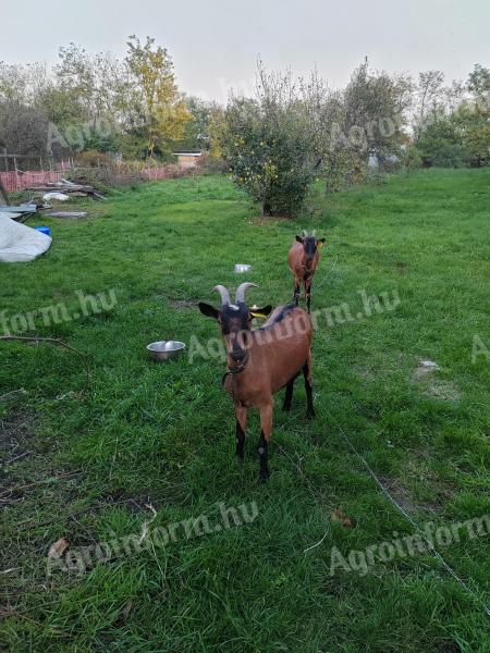 Alpine-style jerke goats