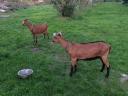 Alpine-style jerke goats