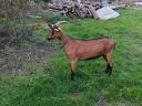 Alpine-style jerke goats