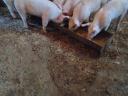 Weaned piglets for sale