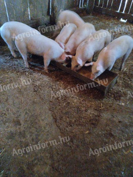 Weaned piglets for sale