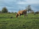 Na prodaju steone junice: Magyartarka i Limousin, ostale za meso