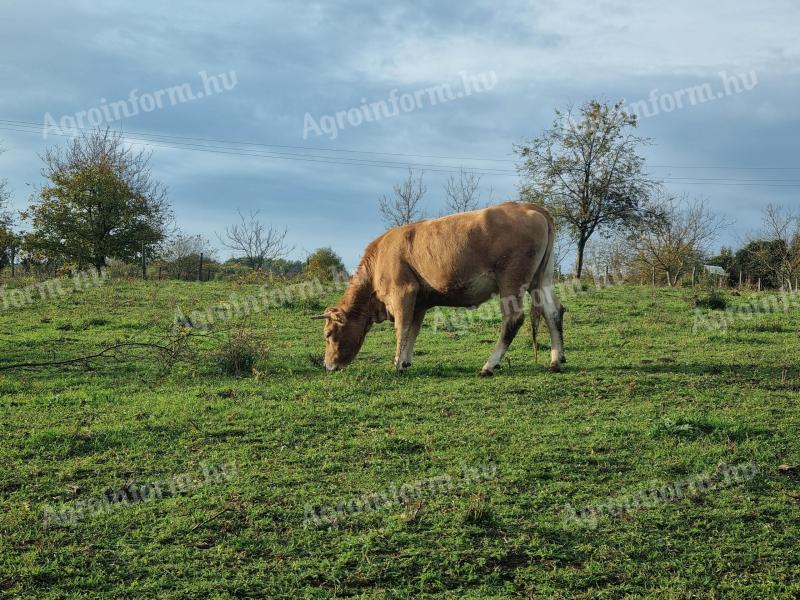 Pregnant heifers for sale: Magyartarka and Limousin, other meat heifers