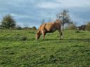 Zu verkaufende trächtige Färsen: Magyartarka und Limousin, andere für Fleisch