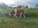 Pregnant heifers for sale: Magyartarka and Limousin, other meat heifers