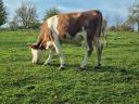 Pregnant heifers for sale: Magyartarka and Limousin, other meat heifers