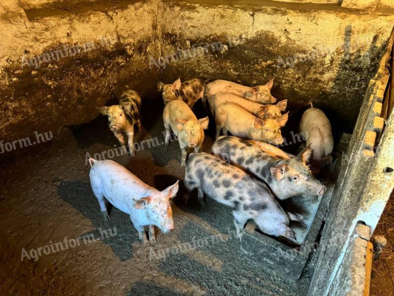 Piglets for sale