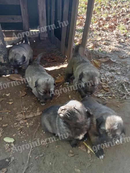 Caucasian breed puppies