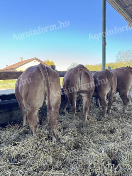 Puicuțe de reproducție Limousin de vânzare