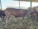 Limousin breeding chicks for sale