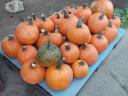 HALLOWEEN PUMPKIN SALE