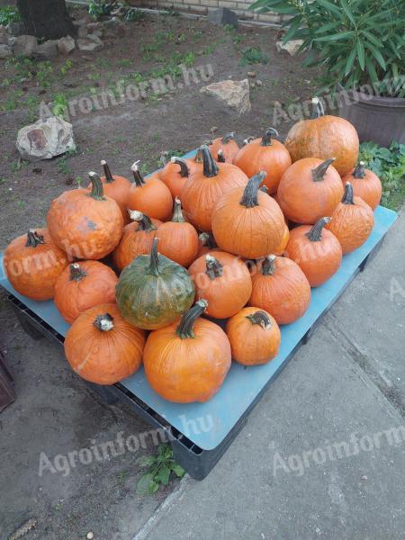 HALLOWEEN PUMPKIN SALE