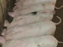 Nice piglets for sale