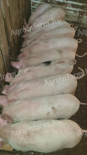 Nice piglets for sale