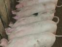 Nice piglets for sale