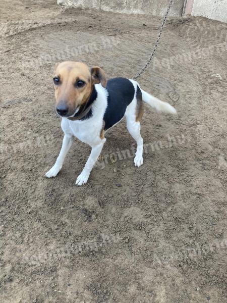 Hund vom Typ Foxterrier