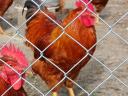 New Hampshire roosters for sale