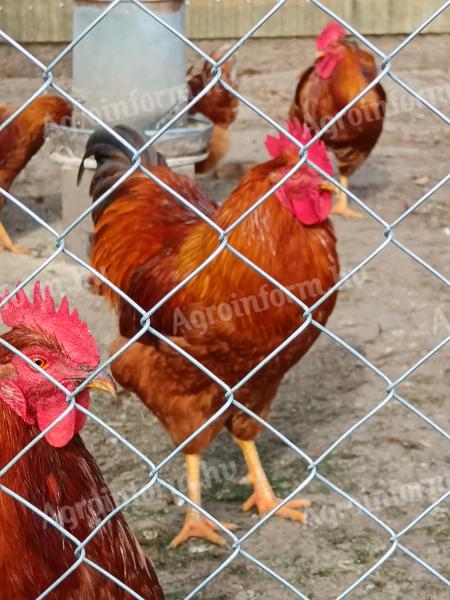 New Hampshire roosters for sale