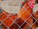 New Hampshire roosters for sale