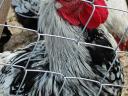 Wyandotte roosters for sale