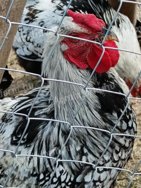 Wyandotte roosters for sale