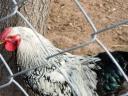 Wyandotte roosters for sale