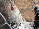 Wyandotte roosters for sale