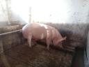 Pig fatteners for sale