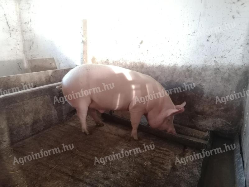 Pig fatteners for sale