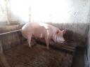 Pig fatteners for sale