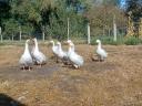 Freilaufende Gänse zu verkaufen