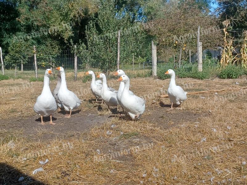 Freilaufende Gänse zu verkaufen