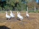 Free range geese for sale