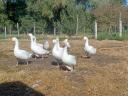 Free range geese for sale