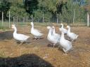 Free range geese for sale