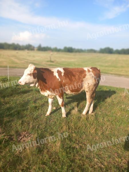 Tražim nekoga tko može pomusti farmu goveda