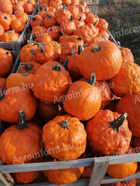 Halloween pumpkins