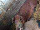 Duroc male piglet